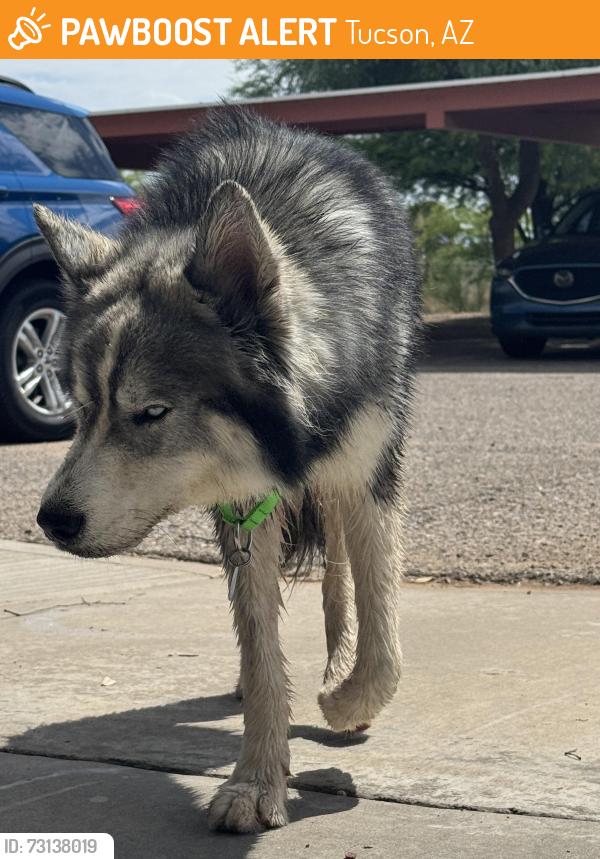 Found/Stray Unknown Dog last seen Near E Benson Highway, Tucson, AZ 85714