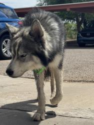 Found/Stray Unknown Dog last seen Near E Benson Highway, Tucson, AZ 85714