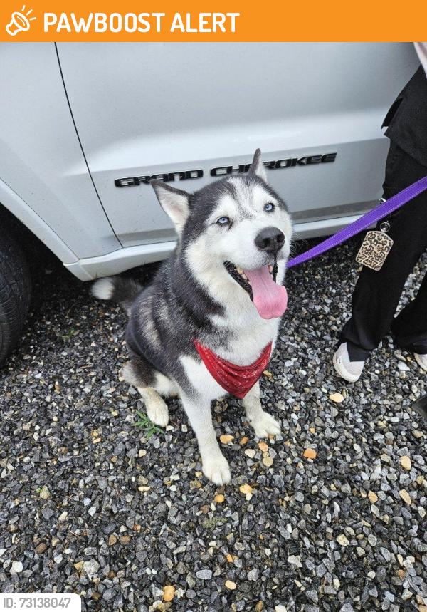 Found/Stray Male Dog last seen Asheville Vision and Wellness, Buncombe County, NC 28803