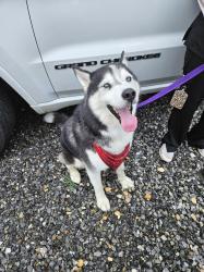 Found/Stray Male Dog last seen Asheville Vision and Wellness, Buncombe County, NC 28803