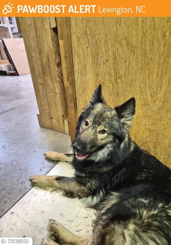Found/Stray Unknown Dog last seen Picture Frame Outlet, Lexington, NC 27292