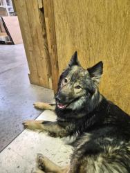 Found/Stray Unknown Dog last seen Picture Frame Outlet, Lexington, NC 27292