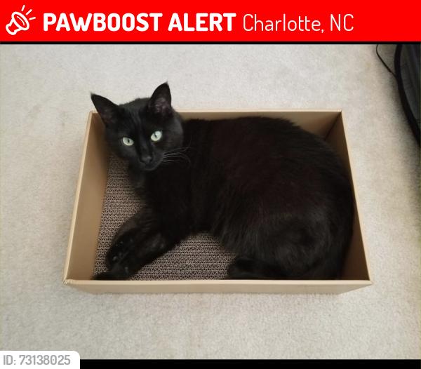 Lost Male Cat last seen Blakeney Heath cul de sac, Charlotte, NC 28277