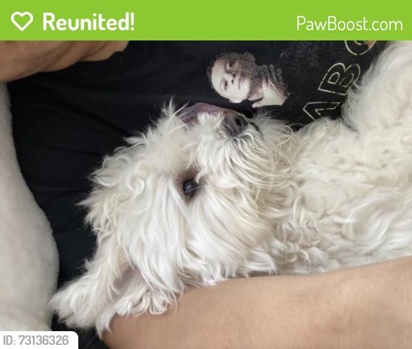 Reunited Female Dog last seen Rameau Drive, Toronto, ON M2H 1T6