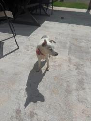 Reunited Female Dog last seen Near & Weston rd, Shawnee, OK 74804