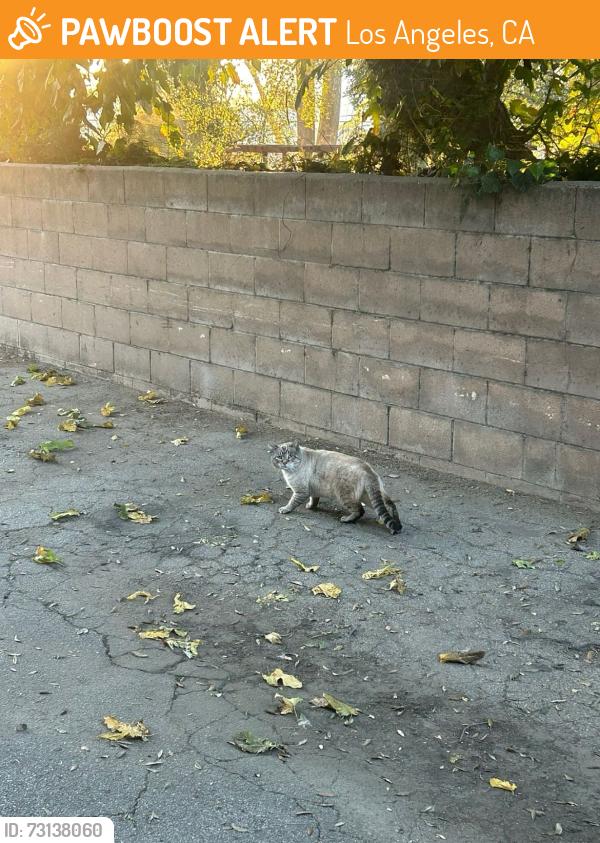 Found/Stray Male Cat last seen North Hollywood Highschool, Los Angeles, CA 91404