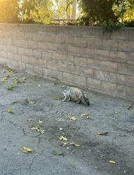 Found/Stray Male Cat last seen North Hollywood Highschool, Los Angeles, CA 91404
