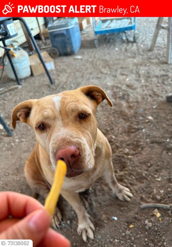 Lost Female Dog last seen Eastside Brawley off of Best Road, Brawley, CA 92227