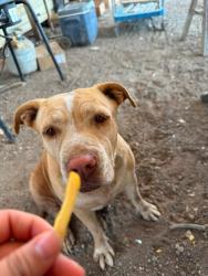 Lost Female Dog last seen Eastside Brawley off of Best Road, Brawley, CA 92227