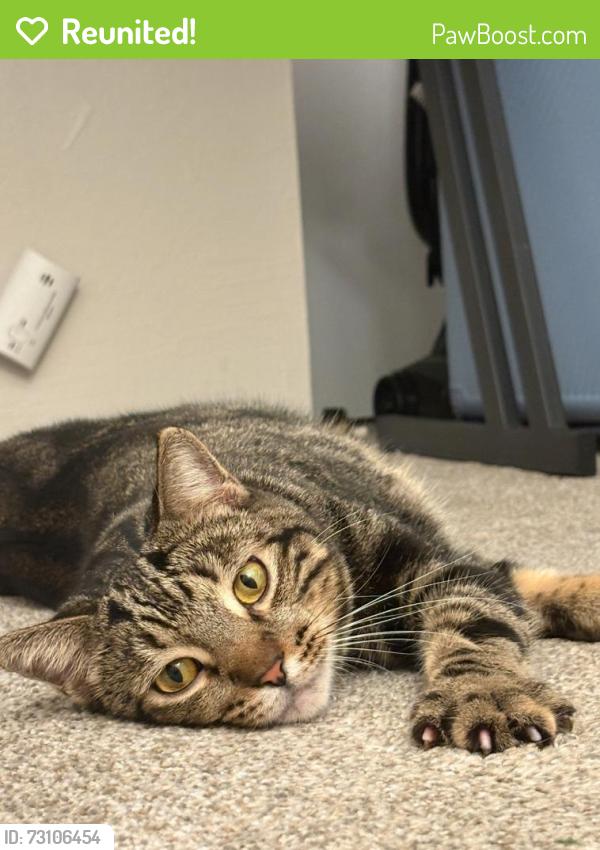 Reunited Male Cat last seen Last seen yesterday afternoon, Citrus Heights, CA 95621