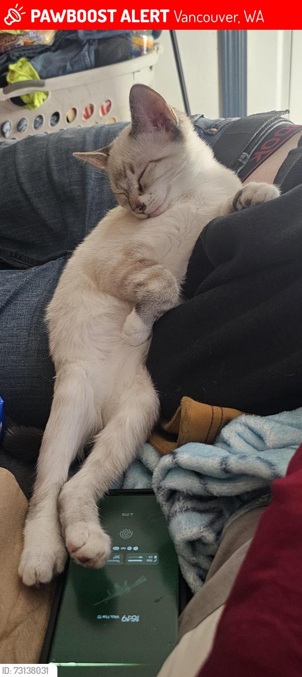 Lost Female Cat last seen Millplain and 162nd, Vancouver, WA 98682