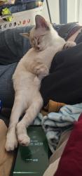 Lost Female Cat last seen Millplain and 162nd, Vancouver, WA 98682