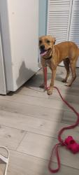 Reunited Male Dog last seen Near Mann Ln, Montgomery, TX 77316