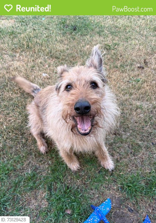 Reunited Male Dog last seen 44th & Slide, Lubbock, TX 79414