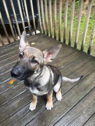 Found/Stray Female Dog last seen Holbert Cove Road near Bradley Falls, Saluda, NC 28773