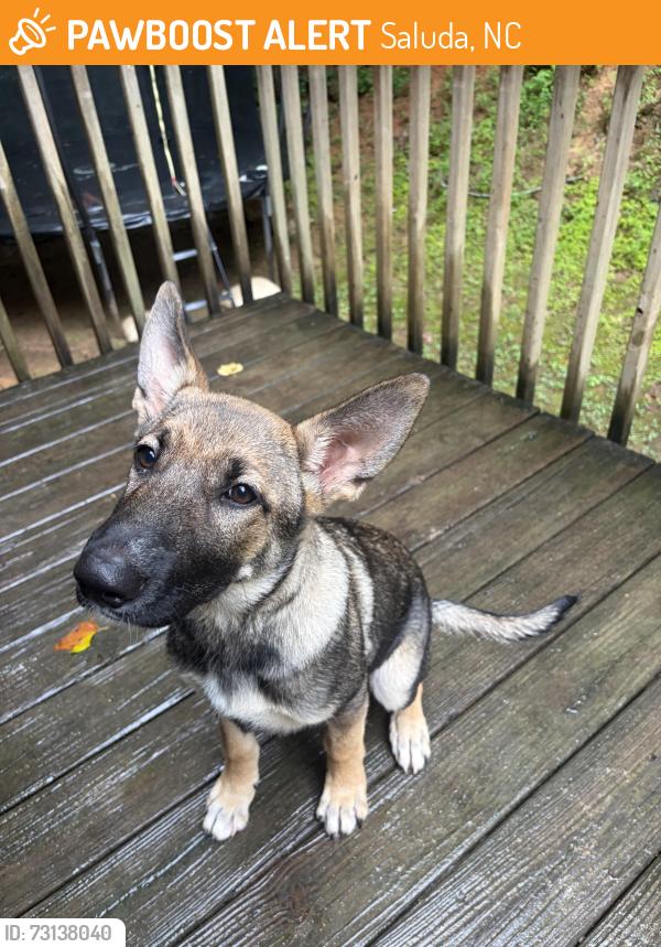 Found/Stray Female Dog last seen Holbert Cove Road near Bradley Falls, Saluda, NC 28773