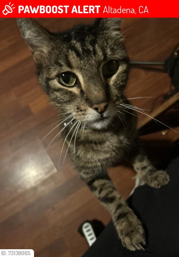 Lost Male Cat last seen Lincoln Ave & Alberta St., Altadena, CA 91001