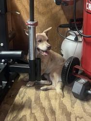 Found/Stray Male Dog last seen Johnson Mallard Dr Conroe Tx, Montgomery County, TX 77302