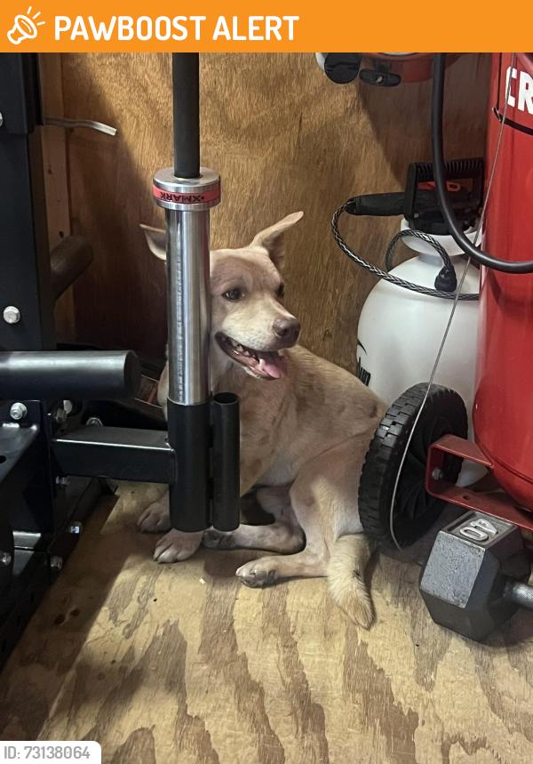 Found/Stray Male Dog last seen Johnson Mallard Dr Conroe Tx, Montgomery County, TX 77302