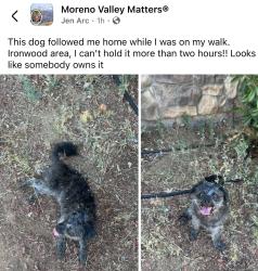 Found/Stray Unknown Dog last seen Fir, Moreno Valley, CA 92553