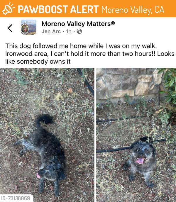 Found/Stray Unknown Dog last seen Fir, Moreno Valley, CA 92553