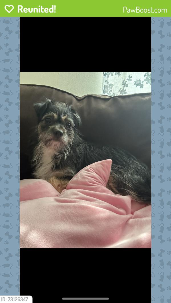 Reunited Female Dog last seen King NC, King, NC 27021