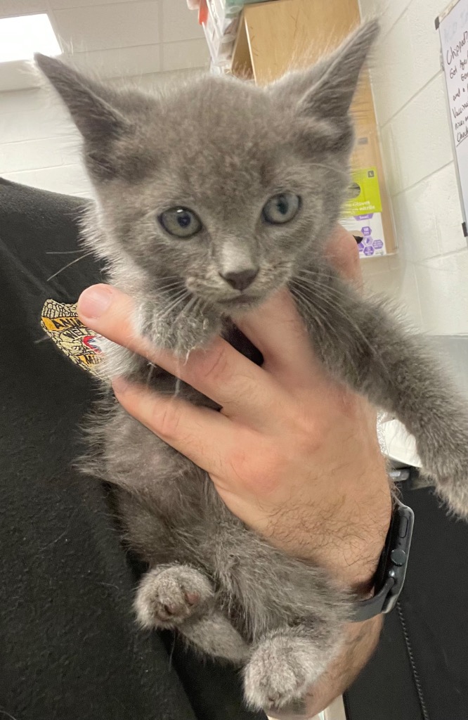 Shelter Stray Male Cat last seen Midwest City, 8485 E Reno Ave, Midwest City, OK 73110, USA