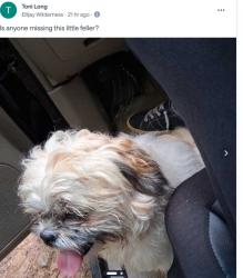 Found/Stray Unknown Dog last seen don't know this was posted on nextdoor, Ellijay, GA 30540