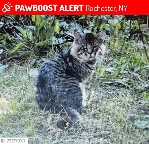 Lost Male Cat last seen Messiah Lutheran Church (Mount Read and English Rd), Rochester, NY 14616