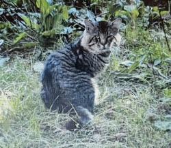 Lost Male Cat last seen Messiah Lutheran Church (Mount Read and English Rd), Rochester, NY 14616