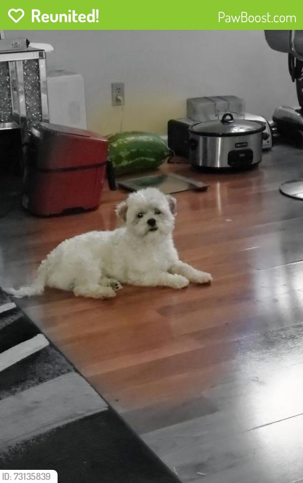 Reunited Male Dog last seen Appleton Avenue and Grantosa, Milwaukee, WI 53218