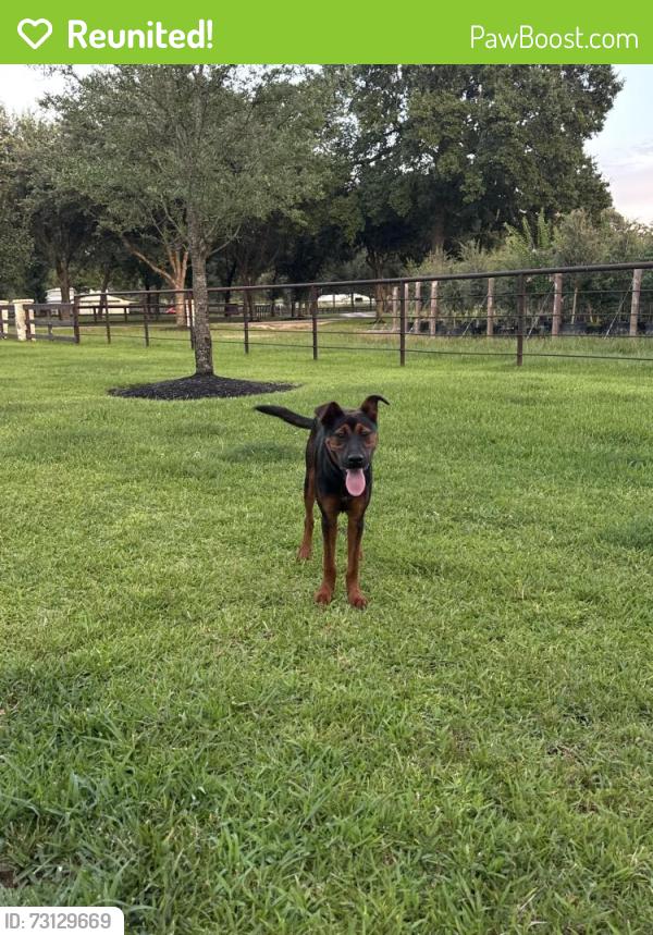Reunited Male Dog last seen Walnut Creek Rd and Stagecoach, Enchanted Forest, TX 77355