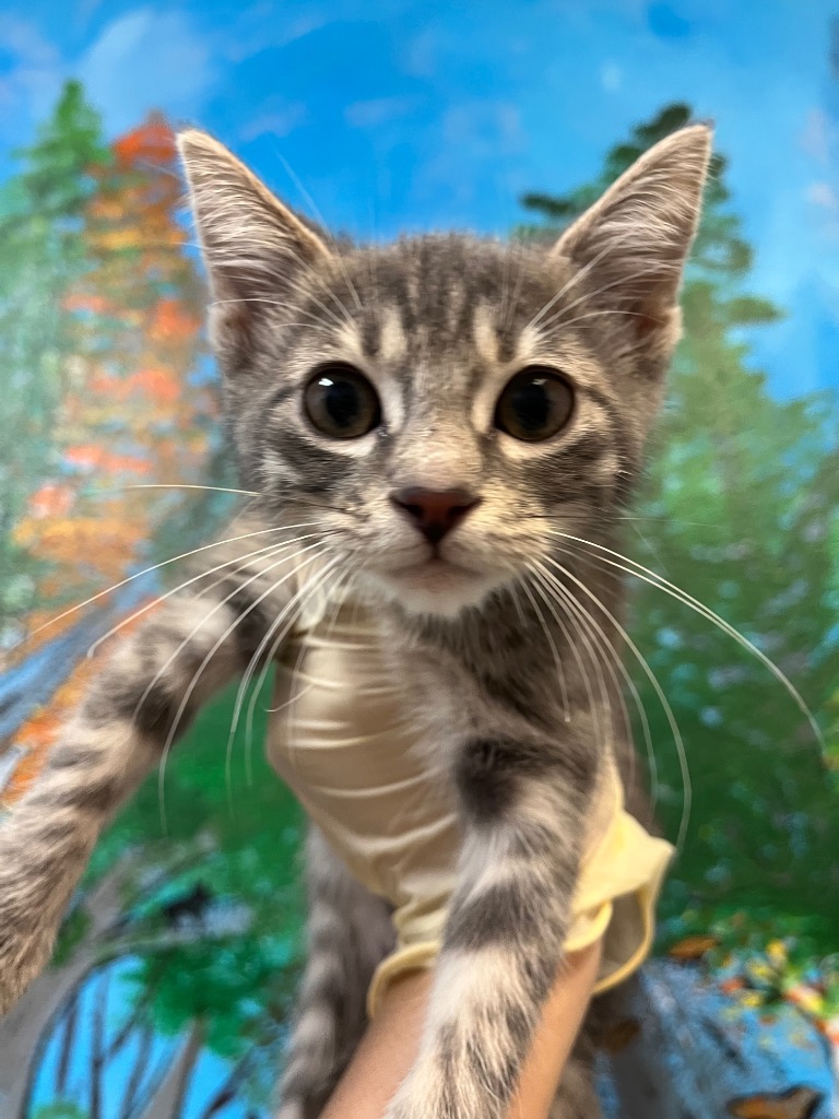 Shelter Stray Female Cat last seen Bexar County, 3353 Morningside Dr, New Braunfels, TX 78132, USA