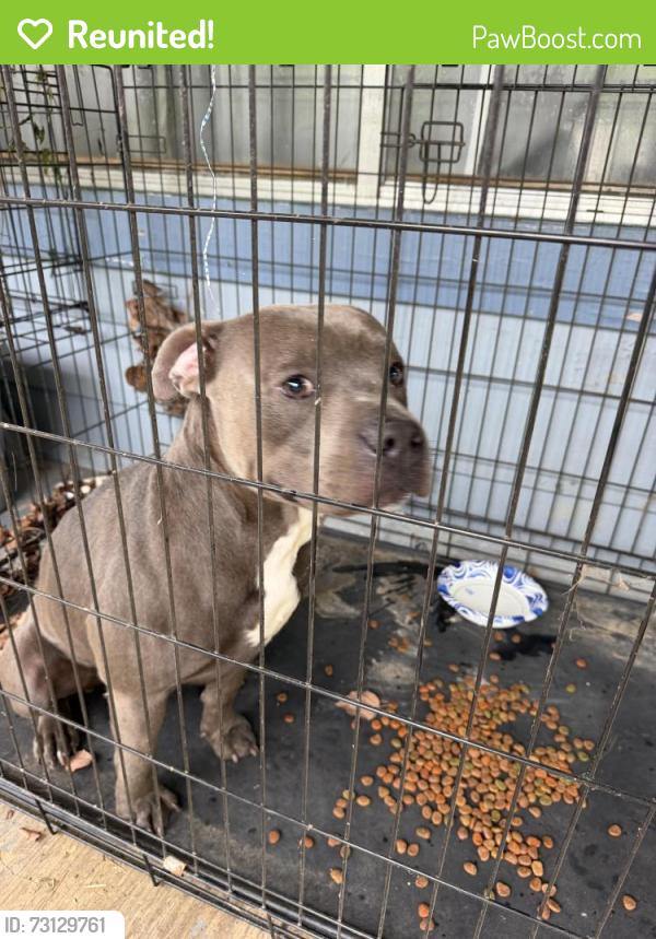 Reunited Male Dog last seen Lytle cove rd swannanoa, nc, Swannanoa, NC 28778