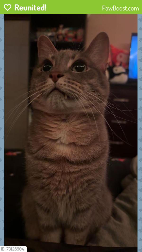 Reunited Male Cat last seen New Jersey Ave and Philips St Hellertown, PA, Hellertown, PA 18055
