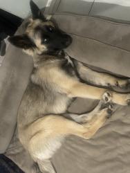 Reunited Female Dog last seen Near E San Vincente St, Compton, CA 90221, USA, Compton, CA 90221