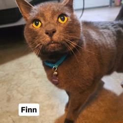 Lost Male Cat last seen Bryan Way on the south side of the loop, Beaverton, OR 97007