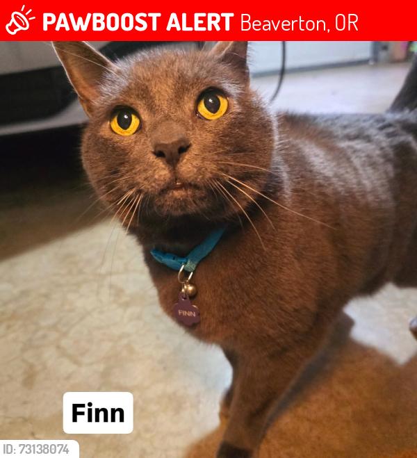 Lost Male Cat last seen Bryan Way on the south side of the loop, Beaverton, OR 97007