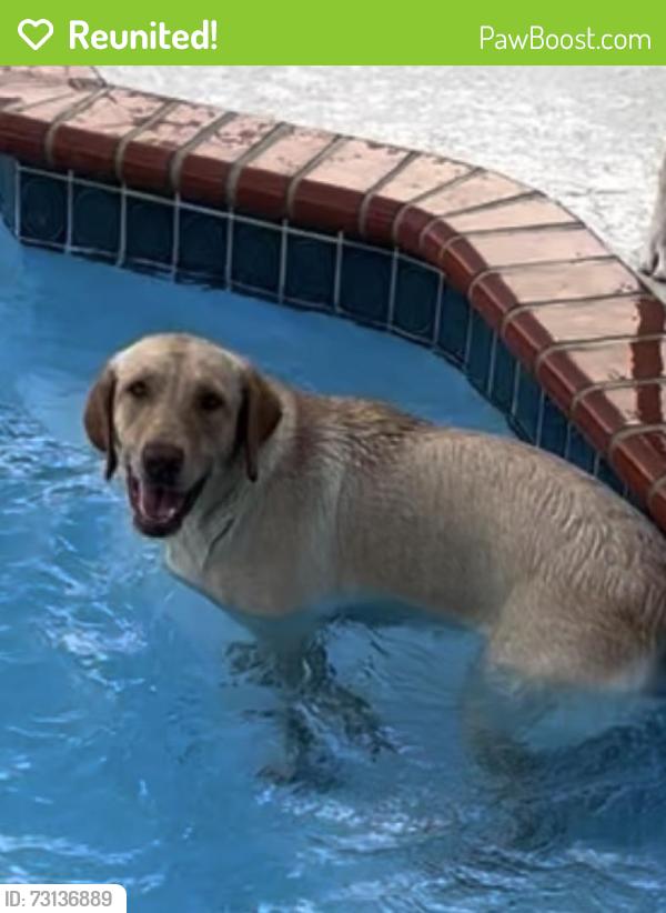 Reunited Female Dog last seen Near Nw 77th Court Hialeah, FL 33015, Hialeah, FL 33015