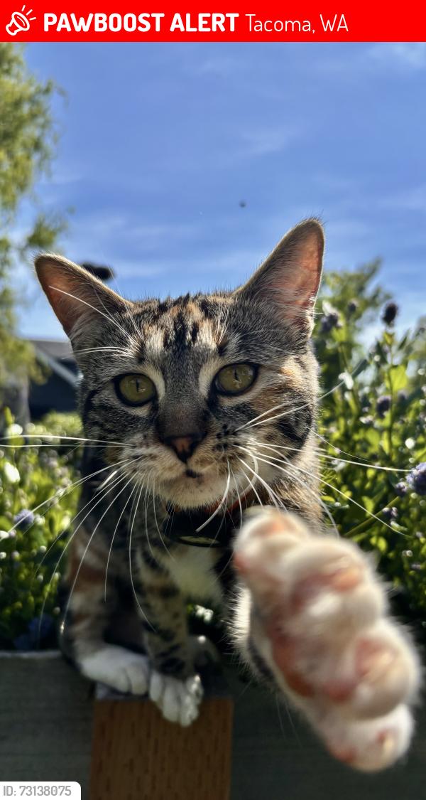 Lost Female Cat last seen Alder and N 20th Street, Tacoma, WA 98406