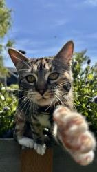 Lost Female Cat last seen Alder and N 20th Street, Tacoma, WA 98406