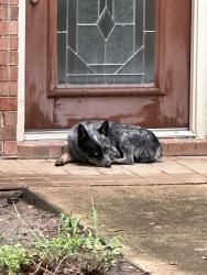 Reunited Male Dog last seen Stone Canyon neighborhood, Round Rock, TX 78681