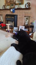 Lost Male Cat last seen Newcomen Drive Tipton DY4 8XX, West Midlands, England DY4 8XX