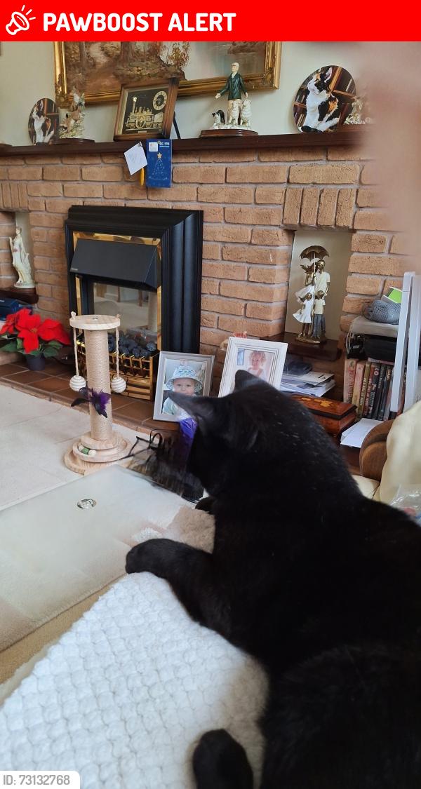 Lost Male Cat last seen Newcomen Drive Tipton DY4 8XX, West Midlands, England DY4 8XX