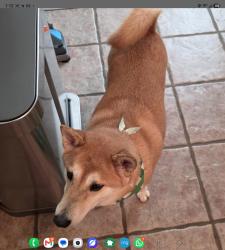 Lost Female Dog last seen Plato Park and Sweetstone, Sugar Land, TX 77479