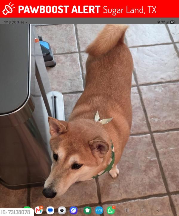 Lost Female Dog last seen Plato Park and Sweetstone, Sugar Land, TX 77479