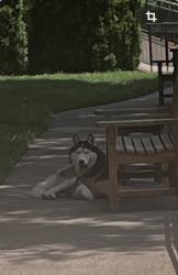 Found/Stray Unknown Dog last seen 25th st, Winston-Salem, NC 27104