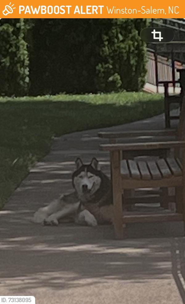 Found/Stray Unknown Dog last seen 25th st, Winston-Salem, NC 27104