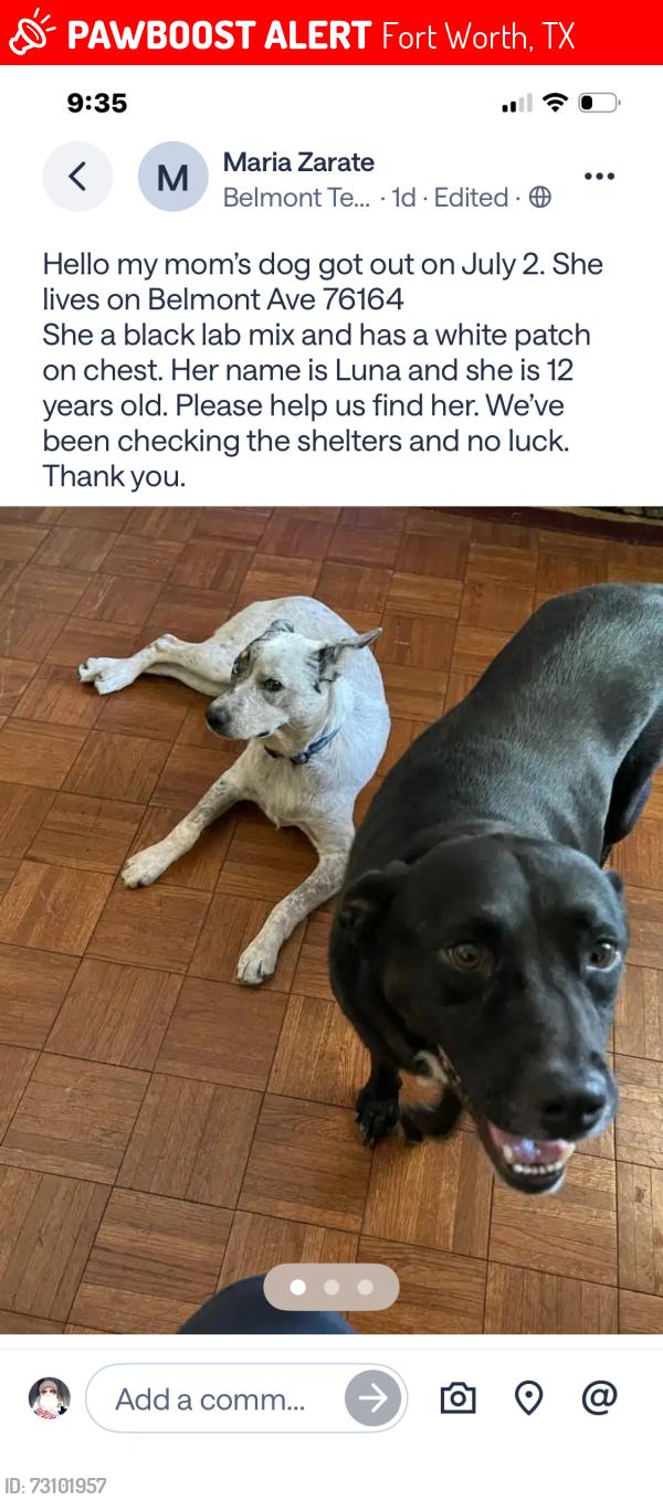 Lost Female Dog last seen Belmont Ave and Hill Pl, Fort Worth, TX 76164