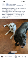 Lost Female Dog last seen Belmont Ave and Hill Pl, Fort Worth, TX 76164